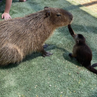 Capybara and Capuchin