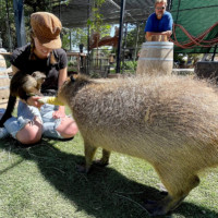 Capuchin and Capybara